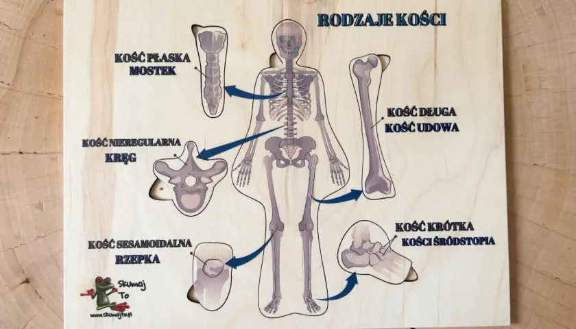 Drewniana układanka edukacyjna prezentująca rodzaje kości: płaską (mostek), nieregularną (kręg), długą (kość udowa), krótką (kości śródstopia) i sezamoidalną (rzepka).