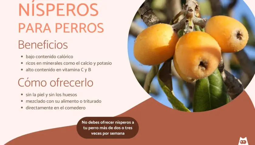Nísperos para perros: beneficios y cómo ofrecerlos. Descubre si pueden comer nisperos los perros, sus vitaminas y minerales.