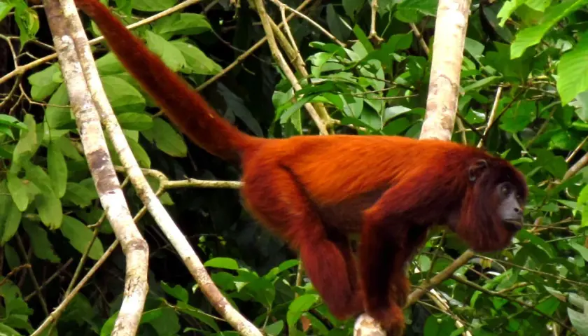 Mono rojo animal de pelaje cobrizo, con larga cola, se aferra a una rama en la selva.