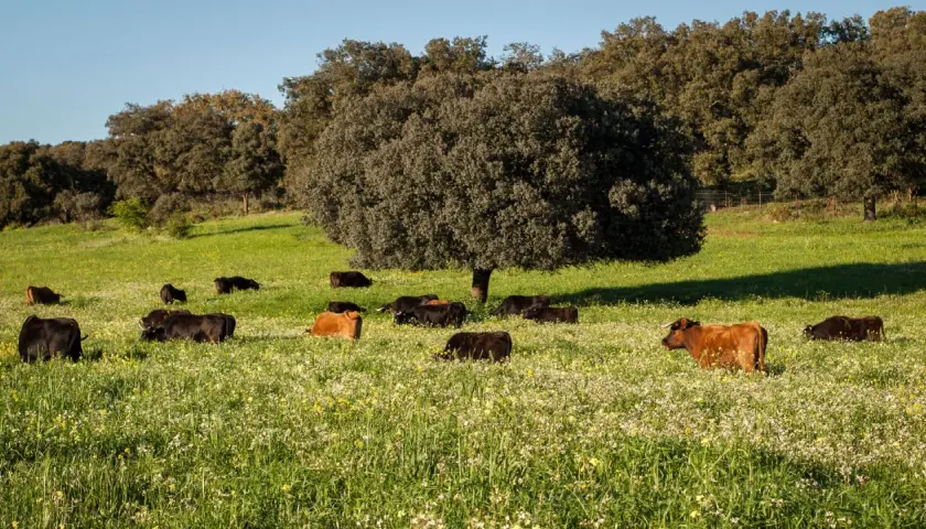 Vacas pastando en un prado florido, un paisaje idílico de ganadería Guadalmena bajo un cielo azul.