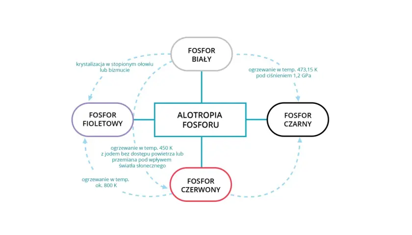 Schemat przedstawia odmiany alotropowe fosforu: biały, fioletowy, czerwony i czarny, oraz procesy ich przemian.