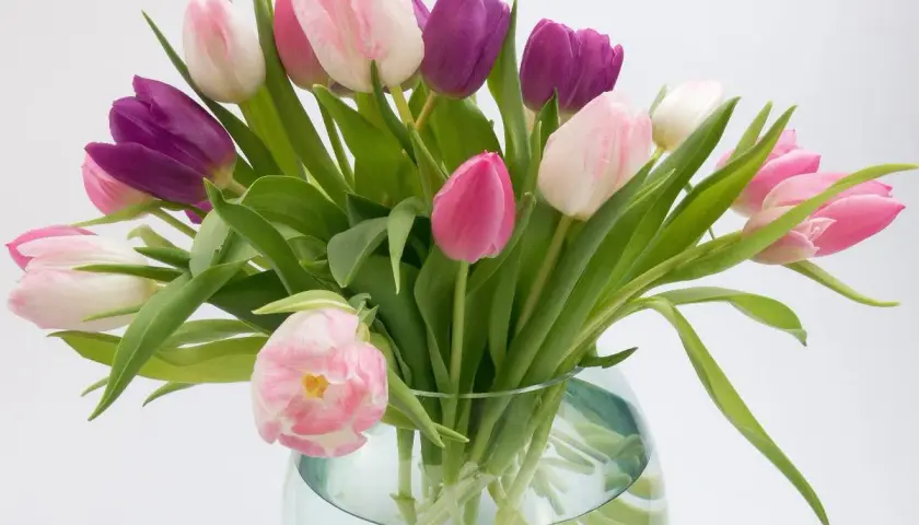 Un bouquet de tulipes roses et violettes dans un vase en verre. Voici comment conserver des tulipes pour qu'elles restent belles plus longtemps.