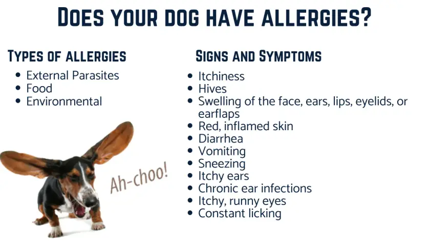 A sneezing Basset Hound with long ears flying, illustrating signs of dog skin allergies like itchiness and inflamed skin.