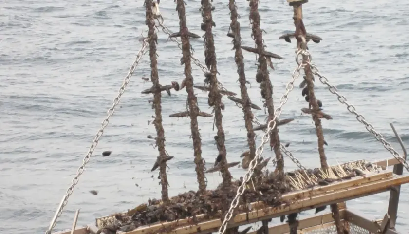 Cosecha de mejillones en bateas gallegas. Cadenas y cuerdas cubiertas de marisco listas para ser procesadas.