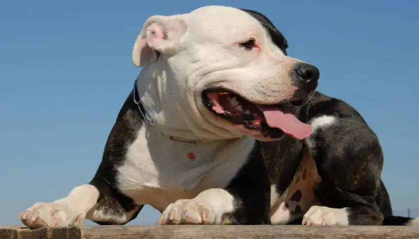 Pies rasy pitbull, często zaliczany do niebezpieczne rasy psów, z językiem na wierzchu, na tle błękitnego nieba.