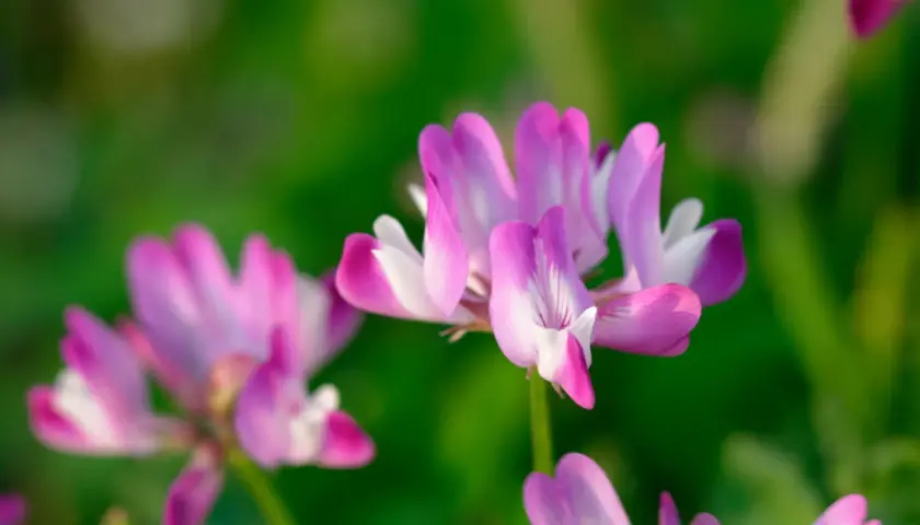 Fiori rosa e bianchi di astragalo, noti per le loro proprietà benefiche, su uno sfondo verde sfocato.