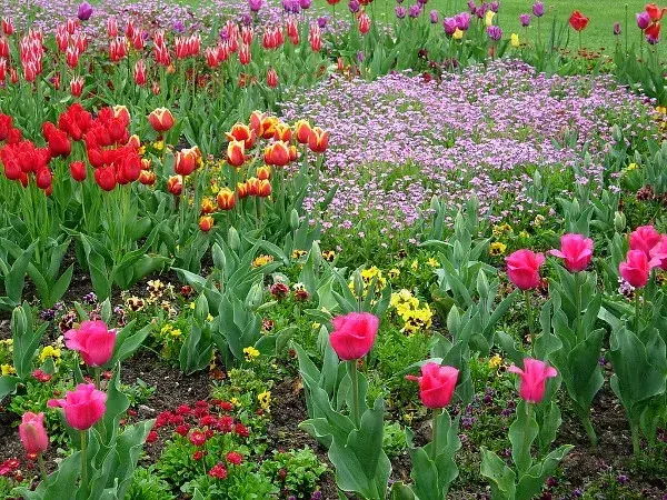 Jak uprawiać fioletowe tulipany? Poradnik sadzenia cebulek