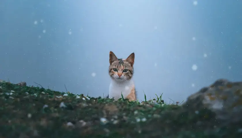 Uroczy kotek po francusku, z zielonymi oczami, wychyla się zza trawy na tle błękitnego, mglistego nieba z iskrzącymi się drobinkami.