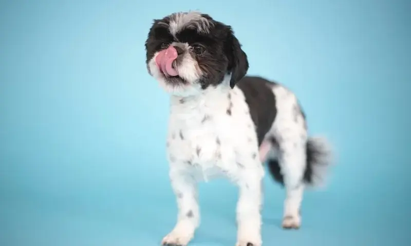 Ile powinien jeść szczeniak shih tzu? Błędy w żywieniu, które szkodzą psu