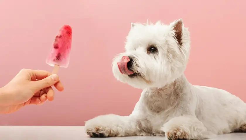 Ein weißer Westie leckt sich die Lippen, während eine Hand ihm ein selbstgemachtes Hunde-Eis mit Beeren anbietet.