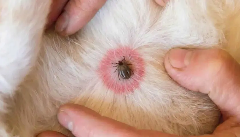 Garrapata en la piel de un perro, rodeada de un eritema que podría indicar enfermedad de Lyme en perros.