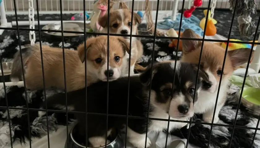 Szczenięta corgi w klatce kennelowej, wyglądają na smutne, być może to lęk separacyjny.
