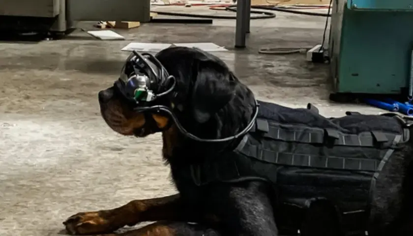 Czarny pies rasy Rottweiler w kamizelce taktycznej i goglach, gotowy do akcji jako pies wojskowy.