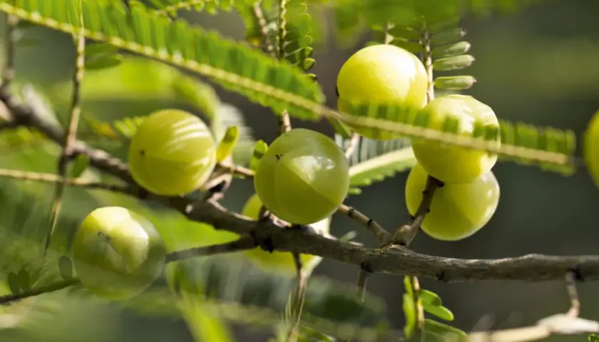 Grüne Amla-Früchte am Ast. Die Amla Wirkung Leber ist bekannt, diese Früchte sind reich an Vitamin C.