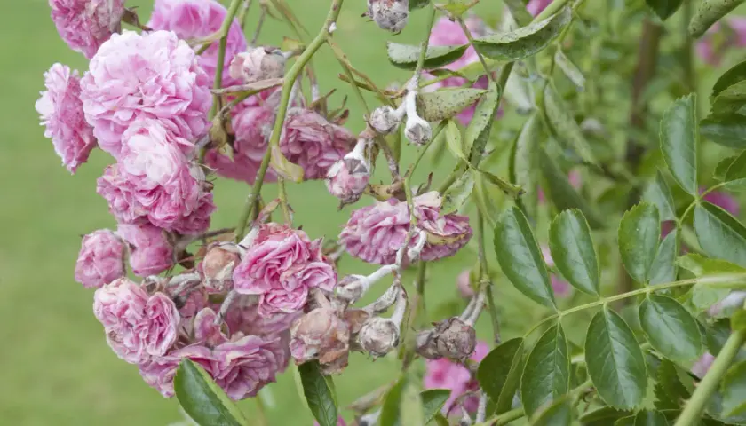 Fleurs de roses grimpantes roses atteintes par la maladie, avec des pétales flétris et des boutons couverts d'une poudre blanche.