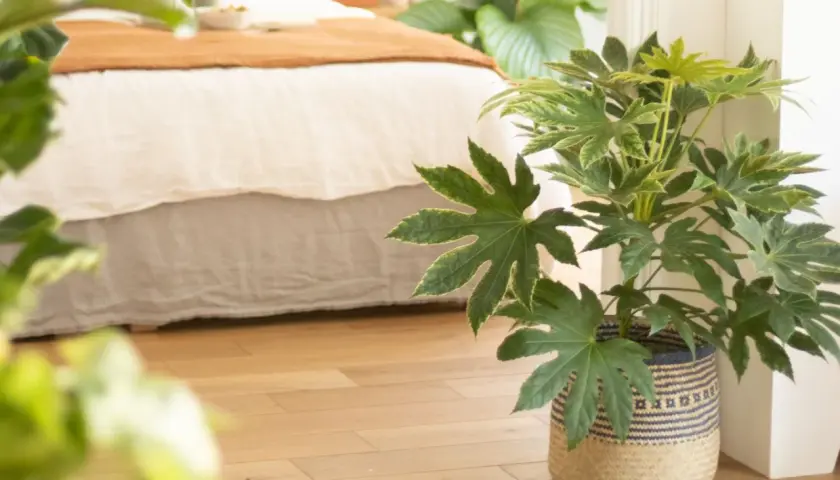 Ein Zimmer mit Bett und Holzboden, geschmückt mit **pflanzen die die luft reinigen**.