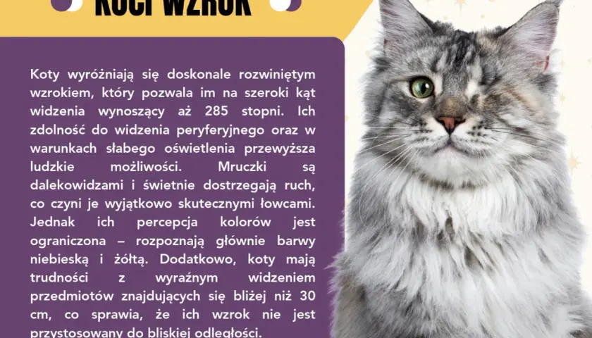 Ciekawostki o kotach: ich wzrok jest niesamowity! Widzą 285 stopni, świetnie w ciemności i dostrzegają ruch, ale mają problem z bliskimi przedmiotami.