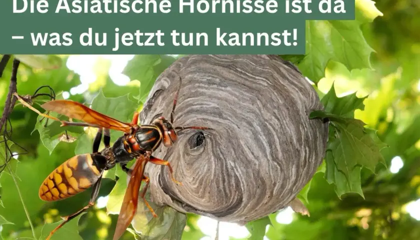 Eine asiatische Hornisse sitzt neben ihrem Wespennest im Baum.