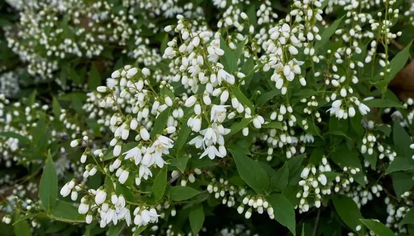 Un arbuste de deutzia en pleine floraison, ses grappes de petites fleurs blanches évoquent la douceur du printemps. Sa hauteur modeste le rend idéal pour les jardins.