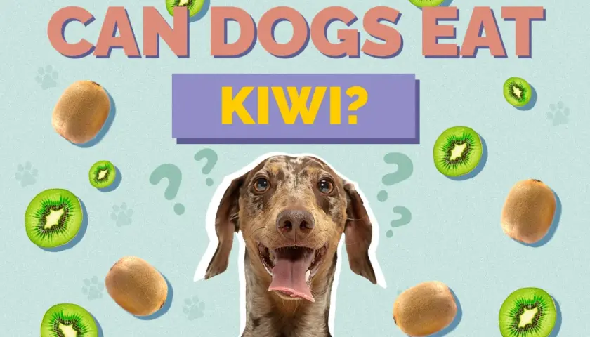 A dog looks at kiwis scattered around the text "CAN DOGS EAT KIWI?".