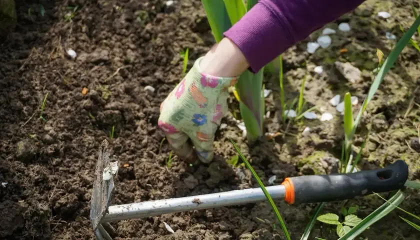Ręka w rękawiczce usuwa uciążliwe chwasty rozłogowe z ziemi. Obok leży motyczka.