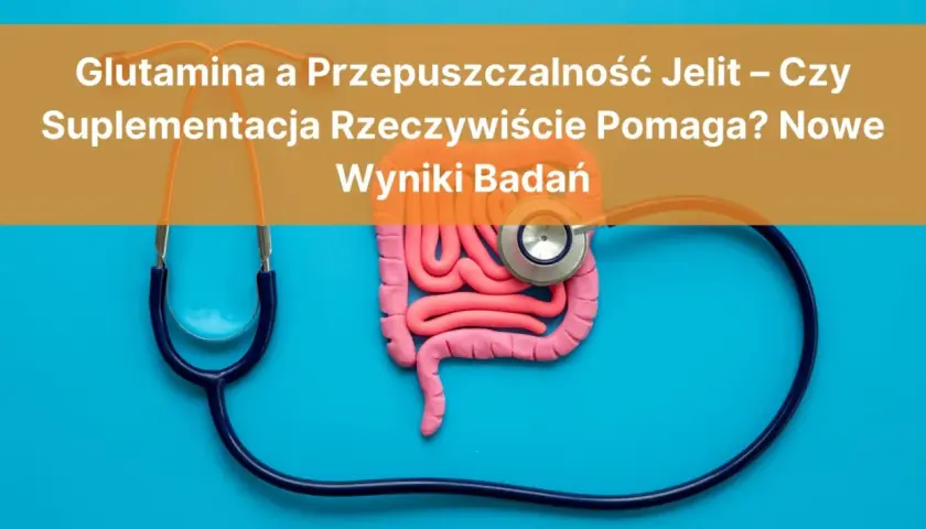 Model jelit i stetoskop. Czy glutamina co to i suplementacja pomagają na przepuszczalność jelit? Wyniki badań.