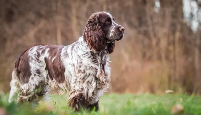 Ein English Springer Spaniel steht im Gras, sein braun-weißes Fell ist im Sonnenlicht zu sehen.