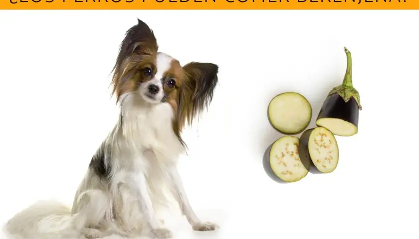 Un perro adorable mira atentamente mientras se presentan rodajas de berenjena, sugiriendo que los perros pueden comer berenjena.