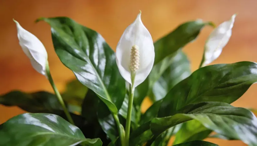 Un spathiphyllum aux feuilles vertes et brillantes, avec une fleur blanche élégante. L'entretien de cette plante est simple.
