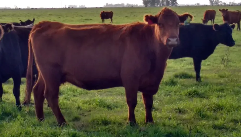 Vacas pastando en un campo verde. Una vaca marrón mira a la cámara, como si soñar con vacas fuera posible.