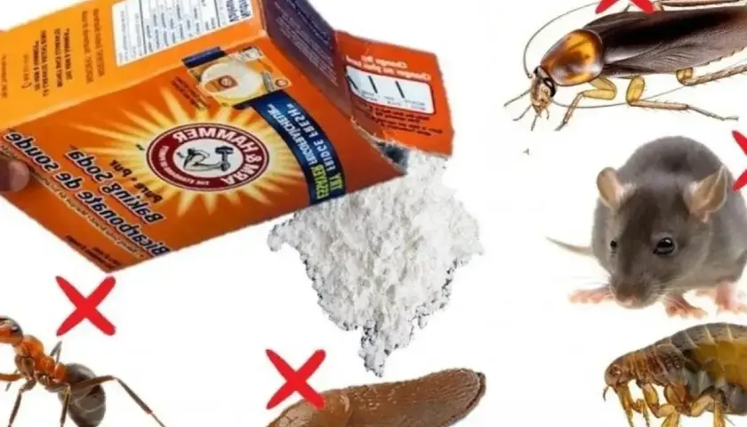 Soda na mrówki i inne szkodniki. Proszek z opakowania Arm & Hammer Baking Soda odstrasza mrówki, ślimaki, karaluchy, szczury i pchły.