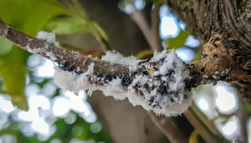 Gros plan sur une branche d'arbre recouverte d'une colonie de pucerons blancs, formant une masse cotonneuse et sombre.