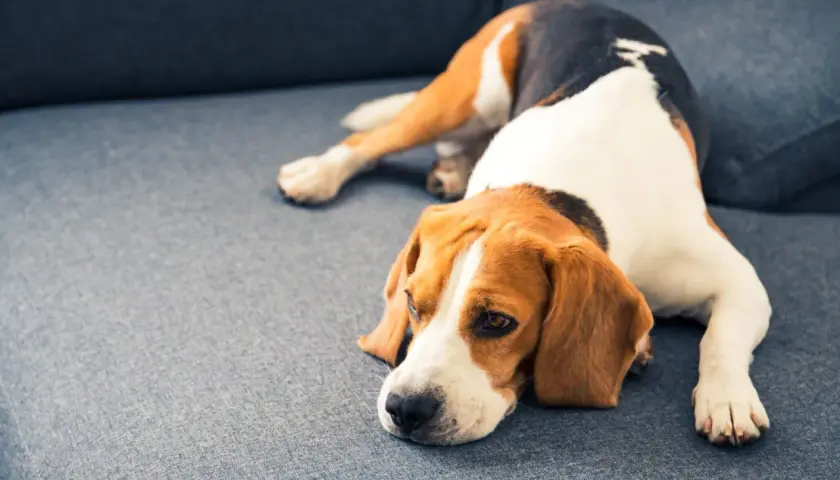 A sad beagle rests on a couch, perhaps after a dose of thc for dogs.