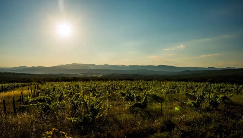 Vignoble verdoyant sous un soleil éclatant, s'étendant à perte de vue vers des collines lointaines. Le domaine La Marele, baigné de lumière, promet une récolte généreuse.