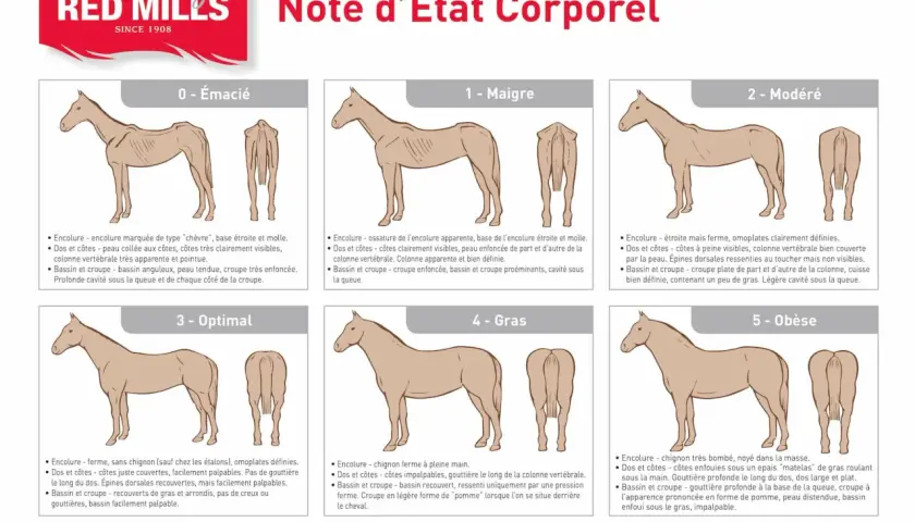 Illustration comparant l'état corporel des chevaux, de émacié à obèse, montrant les muscles et la masse corporelle.