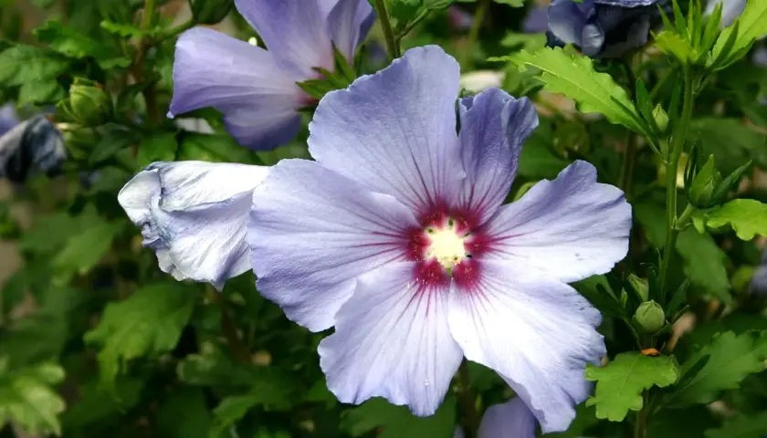 Gros plan sur une fleur d'hibiscus bleu pâle, ses pétales délicats révélant un cœur pourpre. La taille de l'hibiscus est impressionnante.