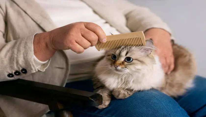Persona peina a su gato con un cepillo de madera, una forma efectiva de como eliminar el pelo de gato del ambiente y mantener el hogar limpio.