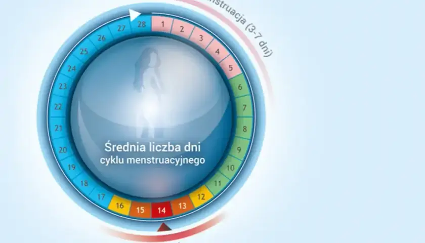 Owulacja: Kiedy wypada? Oblicz dni płodne i poznaj sygnały ciała