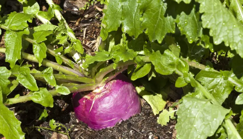 Gros navet violet émergeant de la terre, entouré de feuilles vertes luxuriantes. Une belle variété de navet prête à être récoltée.