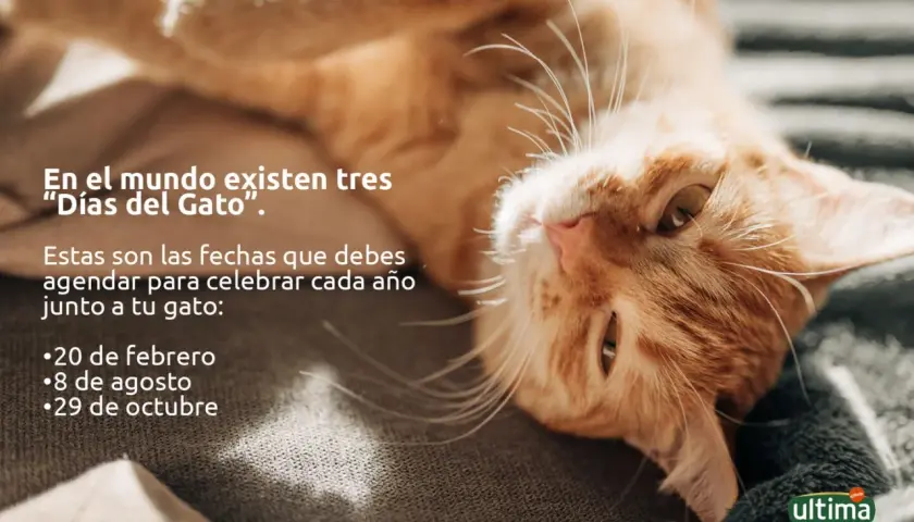 Un gato naranja descansa, invitando a celebrar los tres "Días del Gato" agendados: 20 de febrero, 8 de agosto y 29 de octubre.
