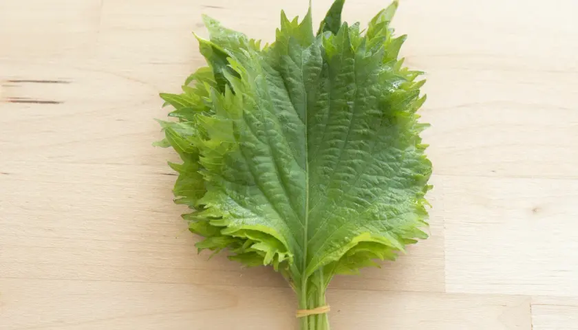 A bunch of fresh green shiso leaves, tied with a rubber band, ready for delicious shiso recipes.