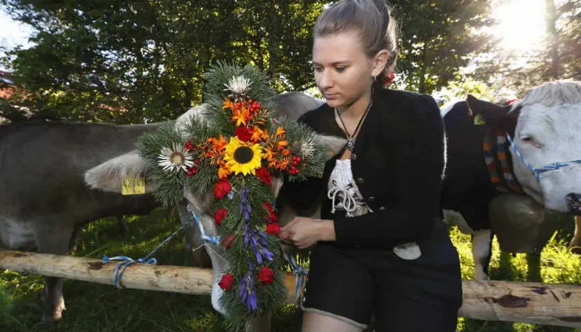 Junge Frau schmückt Kuh für den Almabtrieb mit Blumenkranz. Kühe mit Glocken und traditioneller Tracht.