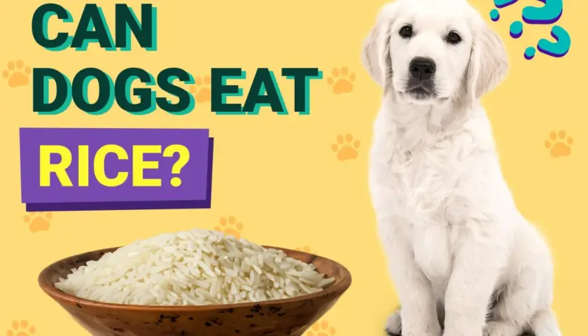 A curious puppy sits next to a bowl of rice, with the text "CAN DOGS EAT RICE?" above.