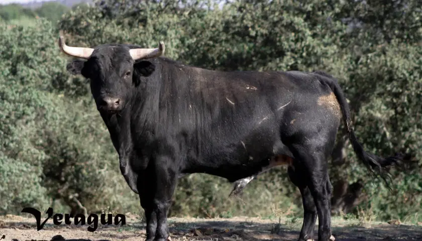 Toro negro de lidia, con cuernos curvos y mirada desafiante. Parece un ejemplar digno de un torero como José Luis Iniesta.