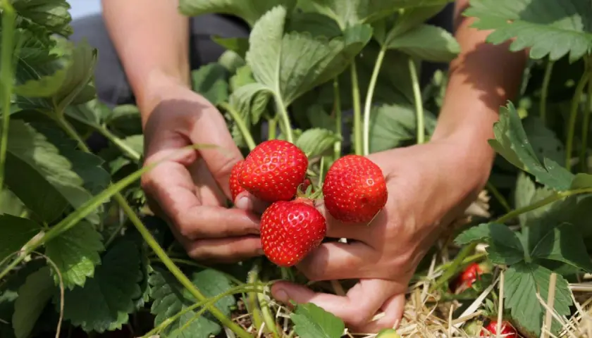 Hände ernten reife Erdbeeren. Stroh bedeckt den Boden, um die Erdbeeren zu mulchen und vor Schmutz zu schützen.
