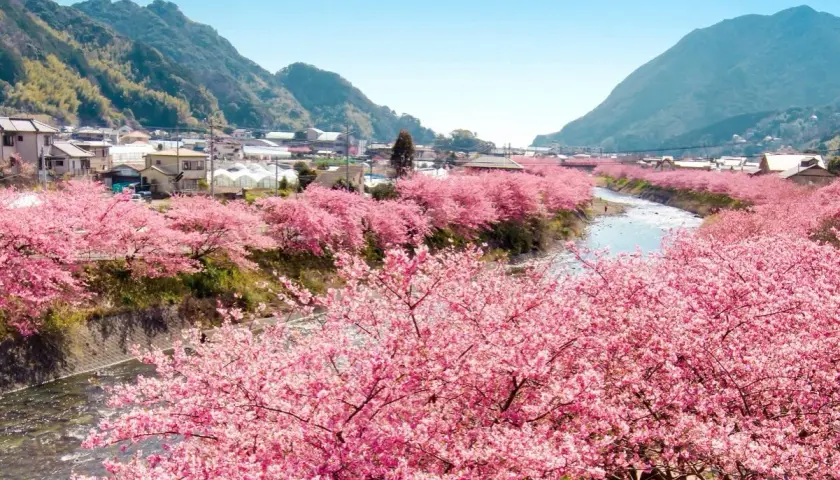 Flussufer gesäumt von Kirschblüten, ein malerischer Anblick, der die beste Reisezeit für Tokio andeutet.