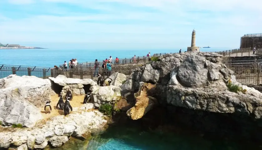 Pingüinos en su hábitat rocoso junto al mar, con visitantes observando. El parque marino de la Magdalena ofrece vistas espectaculares.