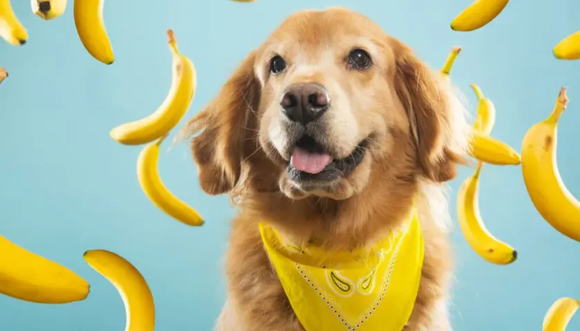 Złoty retriever w żółtej bandanie otoczony przez spadające banany. Czy pies może jeść banana? Ten słodki psiak wygląda, jakby chciał się przekonać!