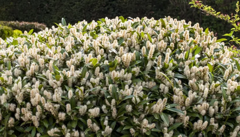 Un buisson de laurier cerise en pleine floraison, ses grappes de fleurs blanches créent un nuage vaporeux sur le feuillage vert foncé.