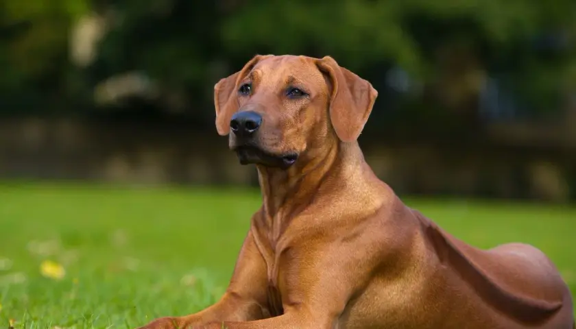 Un chien chasseur de lion, un Rhodesian Ridgeback, repose sur l'herbe verte, son pelage roux brillant sous la lumière.